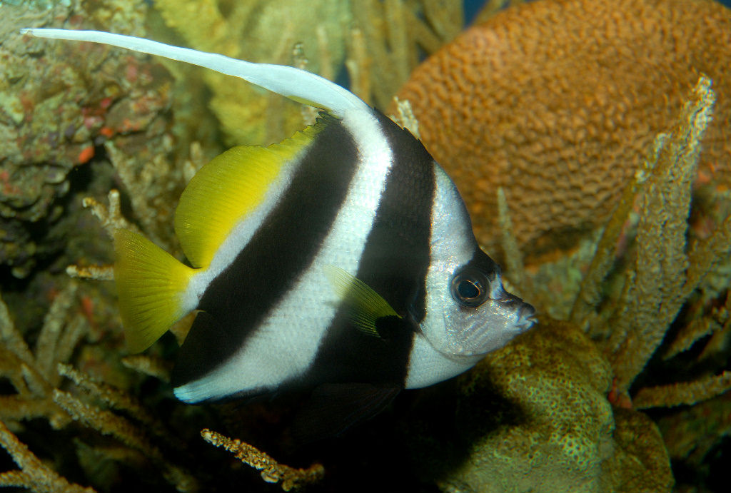 Heniochus diphreutes (Pesce farfalla bandiera sociale)